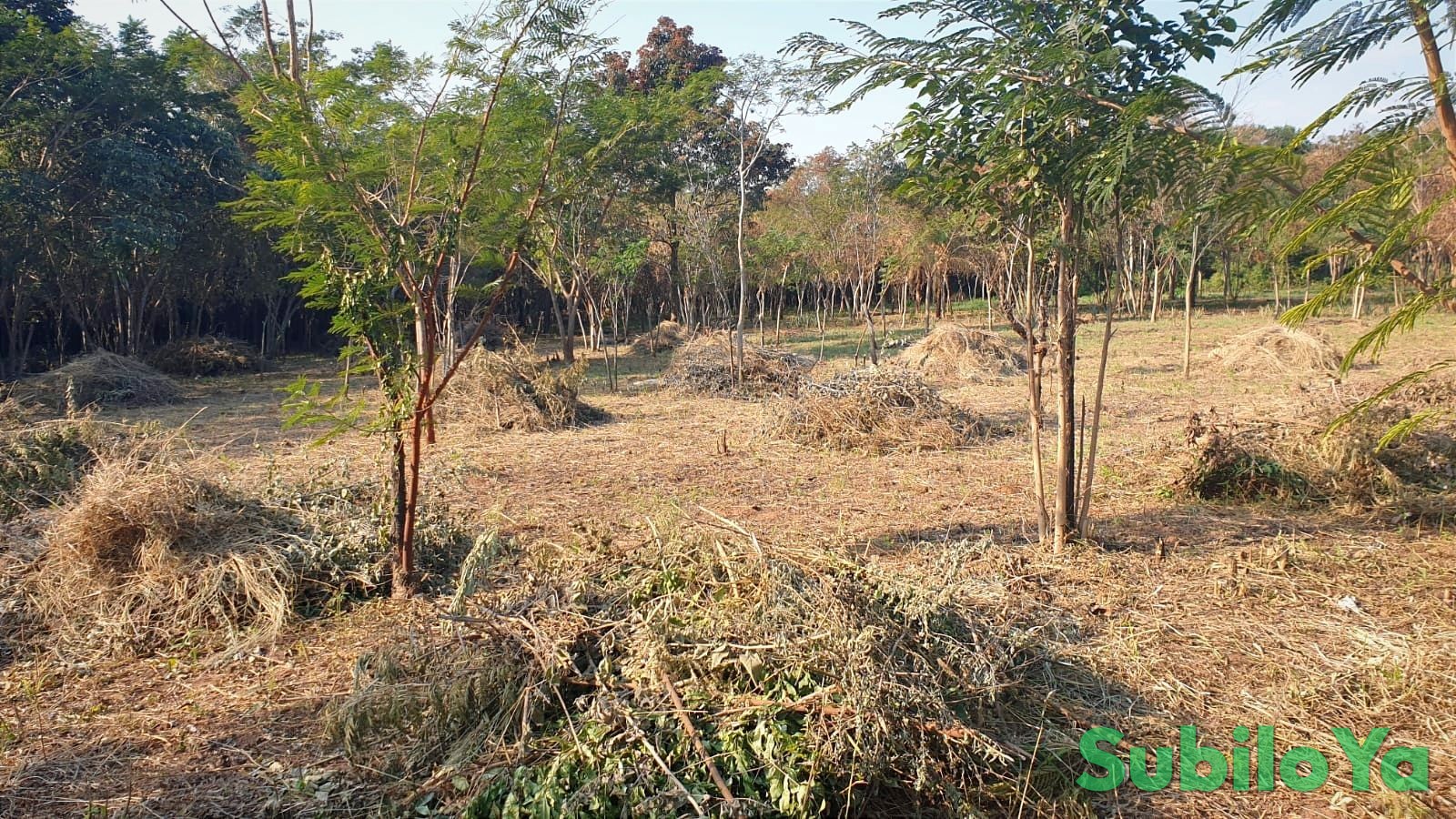 Bewaldetes 3,5 ha Grundstück mit guter Erreichbarkeit in Independencia